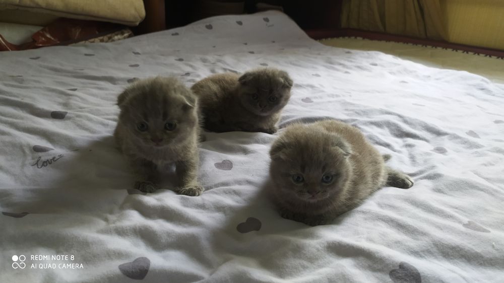 Шотландские Вислоухие котята Фолд