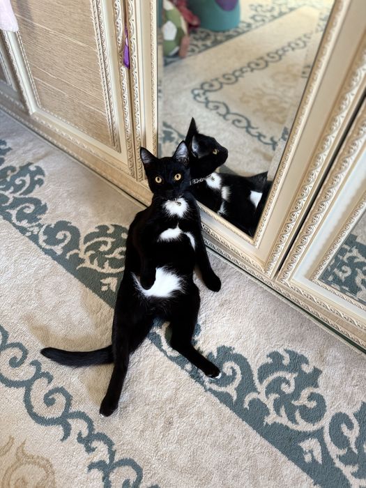 Отдаем кота в добрые руки