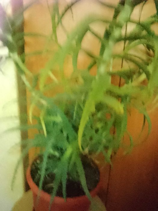 Продавам растение алое, 7-годишно