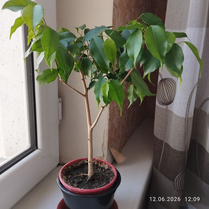 Фикус Бенджамина .