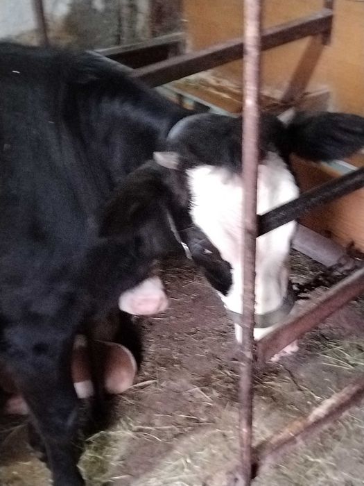 Замяна за друго животно за клане