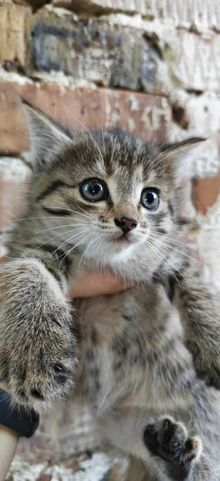 Отдам котенка 2 месяца в хорошие руки