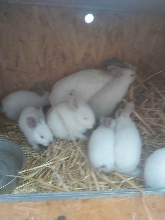 Продаются кролики крольчата куен болалари  онаси билан. Калифорния зот