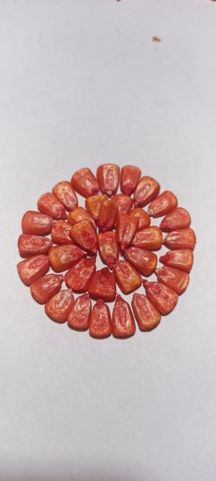 Семена кукурузы Китай, жүгері Қытай