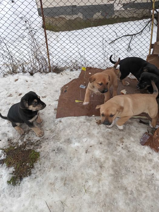 Donez căței Giurgiu