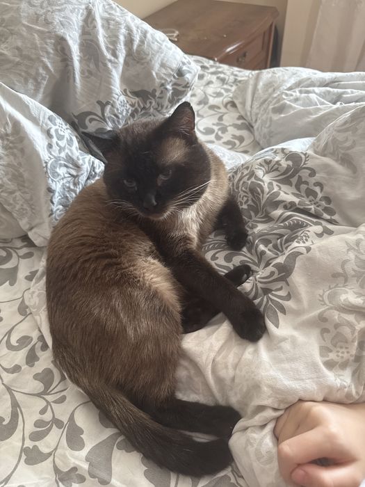 Отдам кота в добрые руки некастрирован возраст 4 года к лотку приучен