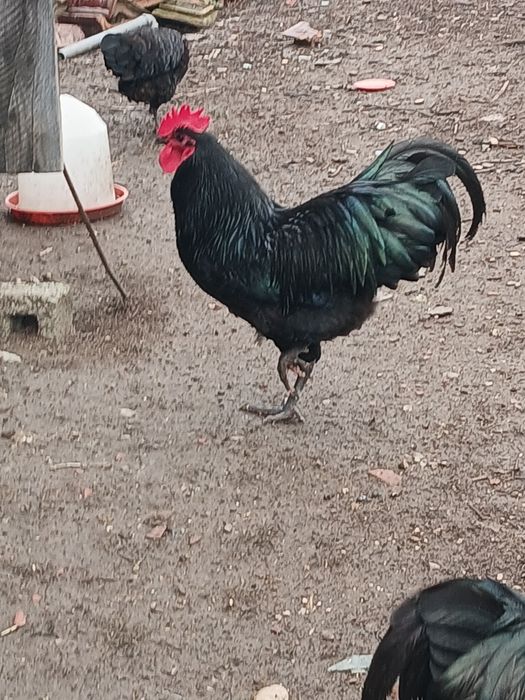 Vind cocoșii Australorp.