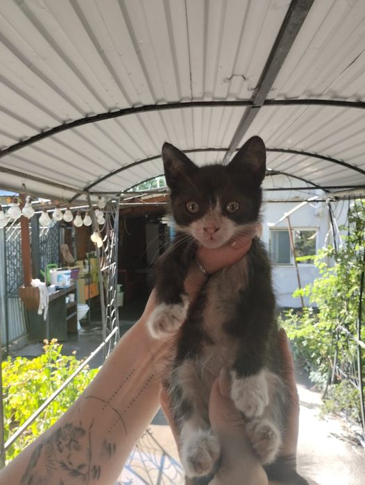 Отдам котят девочки