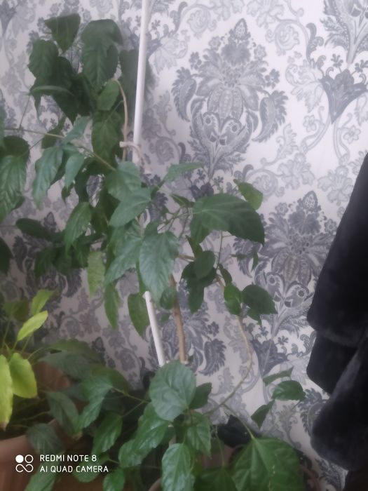 Продам домашний цветы.