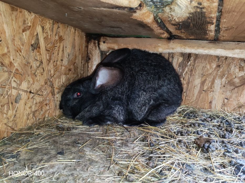 De vanzare ce se vede