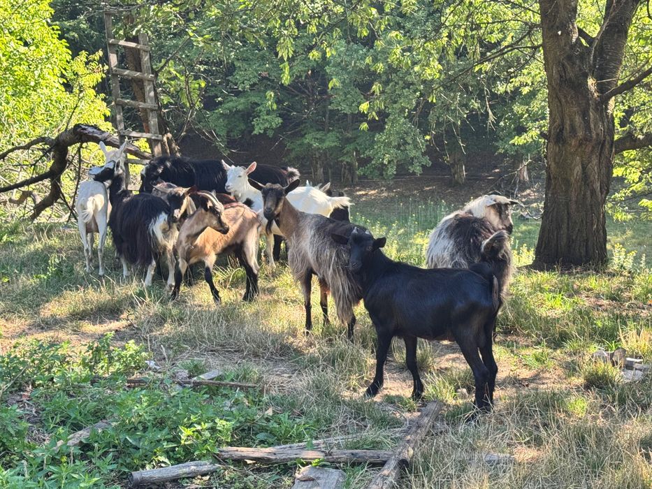 Vând capre cu iezi ,iezi de anu asta !!