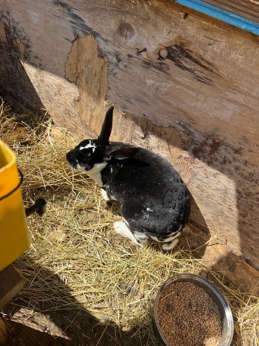 Iepuri rasa Rex de vanzare