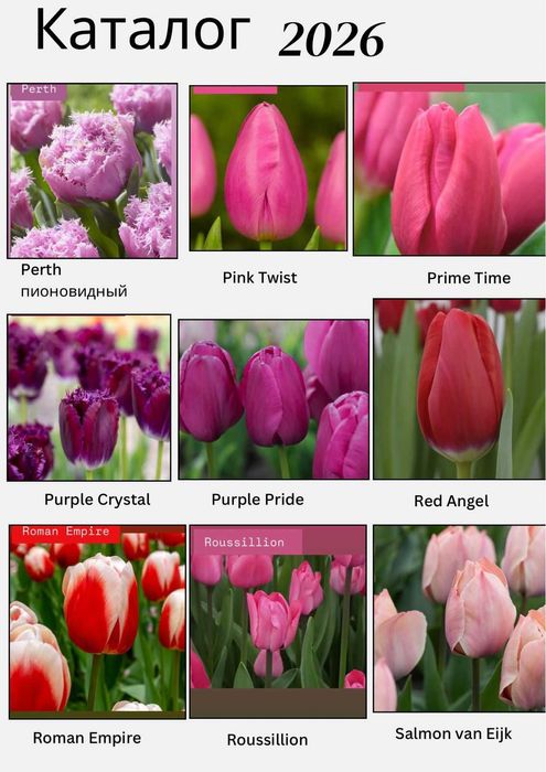 Тюльпаны с Теплицы