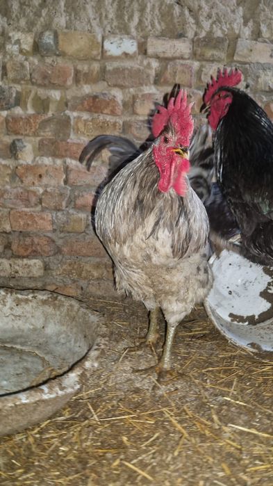 продаю петухов-джерсийский гигант