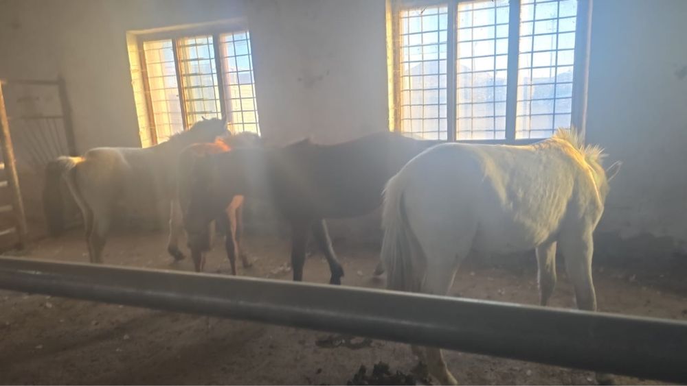 Продаем откормлещный скот