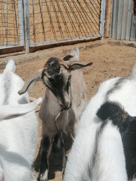 Еркек Лақтар сатылады