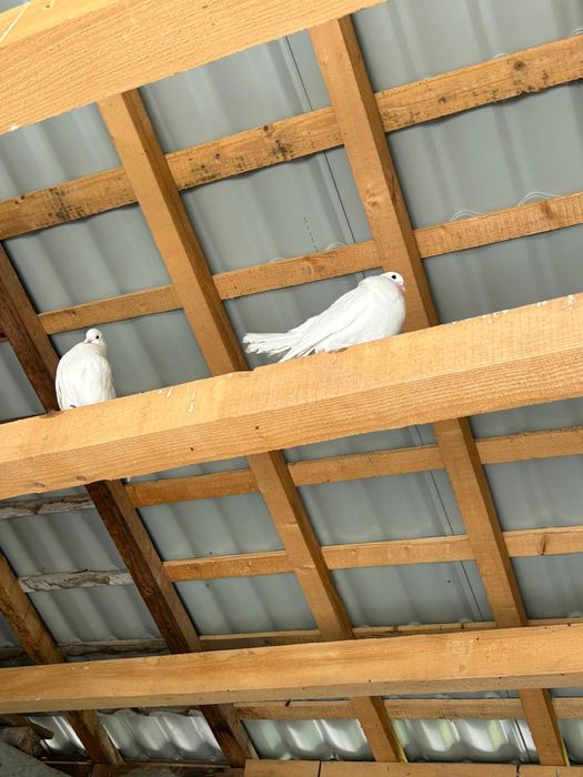 Porumbei rotati curcani