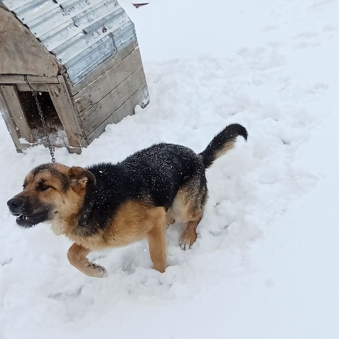 еркек ит сатлады Овчарка