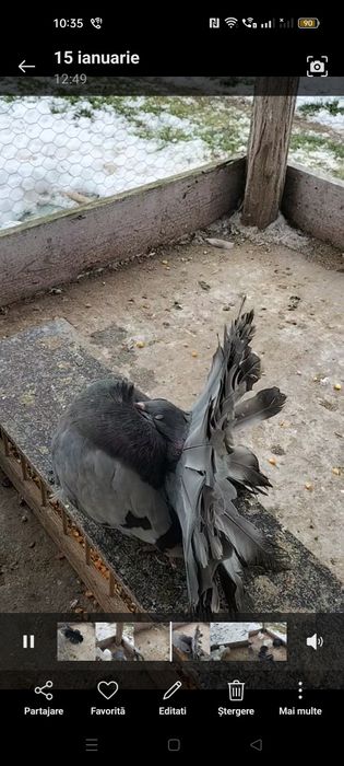 Vând sau schimb porumbei voltati