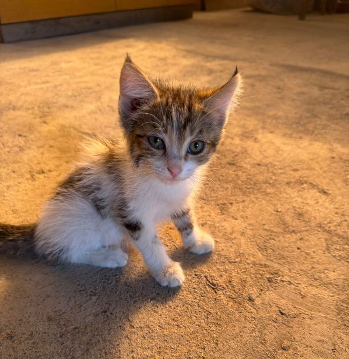 Котёнок в добрые руки