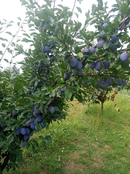 Vând prune d'agen