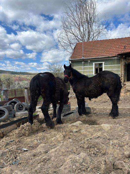 Manji de 1 ani,armăsari