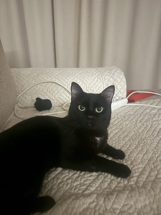 Отдам кота в добрые руки