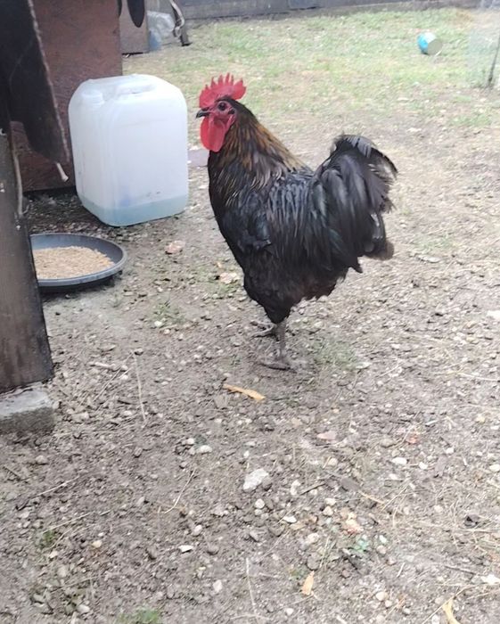 Cocos Australorp.