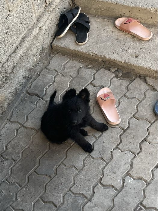 Щенок Немецкой Овчарки