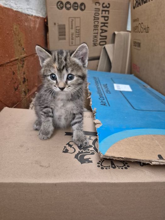 Котенок ищет дом