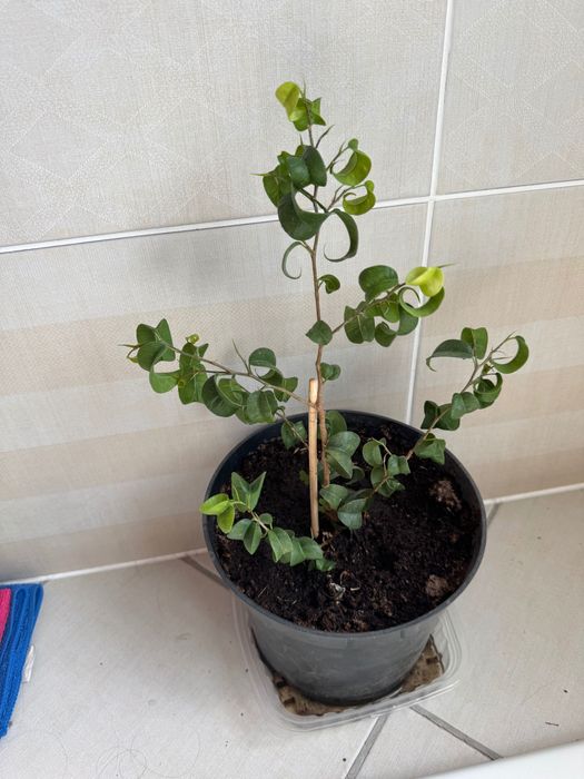 Фикус бенджамина твилайт, барок.