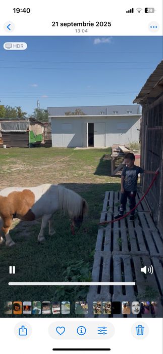 Vand ponei  talie mica