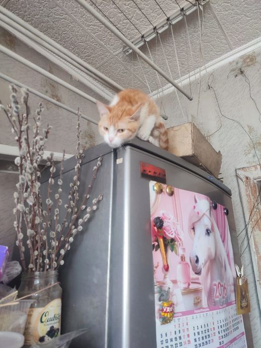 Отдам кота в хорошие руки