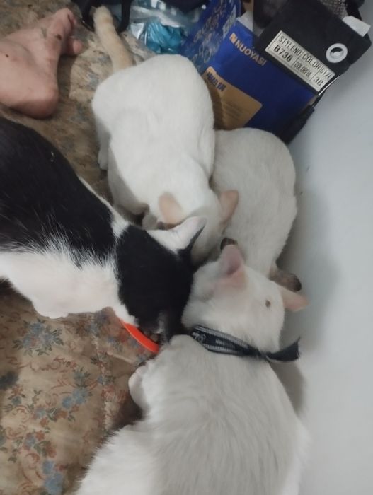 Котята Регдолл,5месяцев отроду))