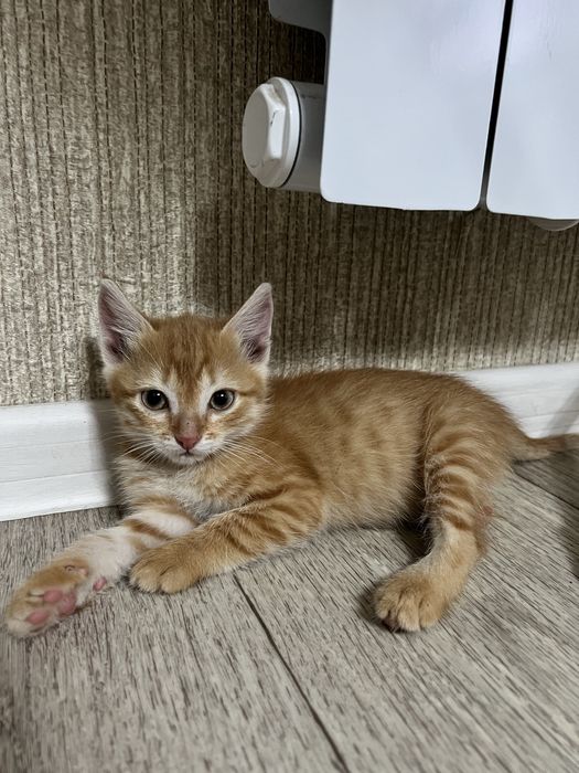 В добрые руки котята