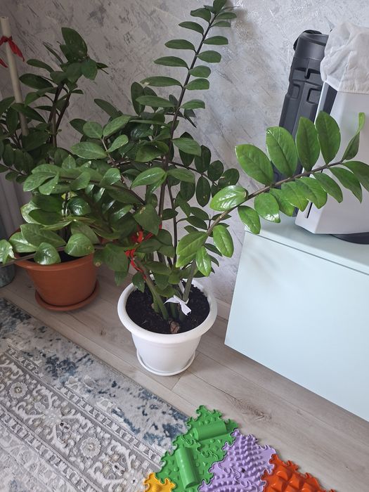 Замиакулькос и кактусы