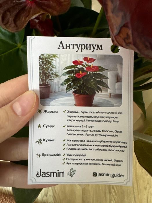 Цветы комнатные растения