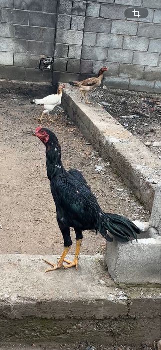 Дакан июльский ганой микс