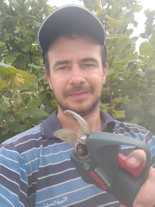 Taiere profesionala,  pomi fructiferi, trandafiri