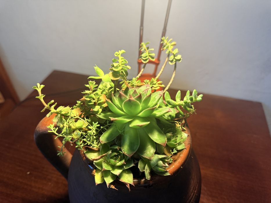 Керамична каничка със сукуленти