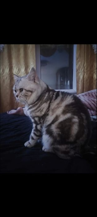 Продам шотландских котят с документами.