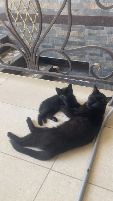 Отдам даром котята