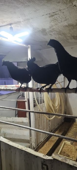 Продам семью курей аям ценами