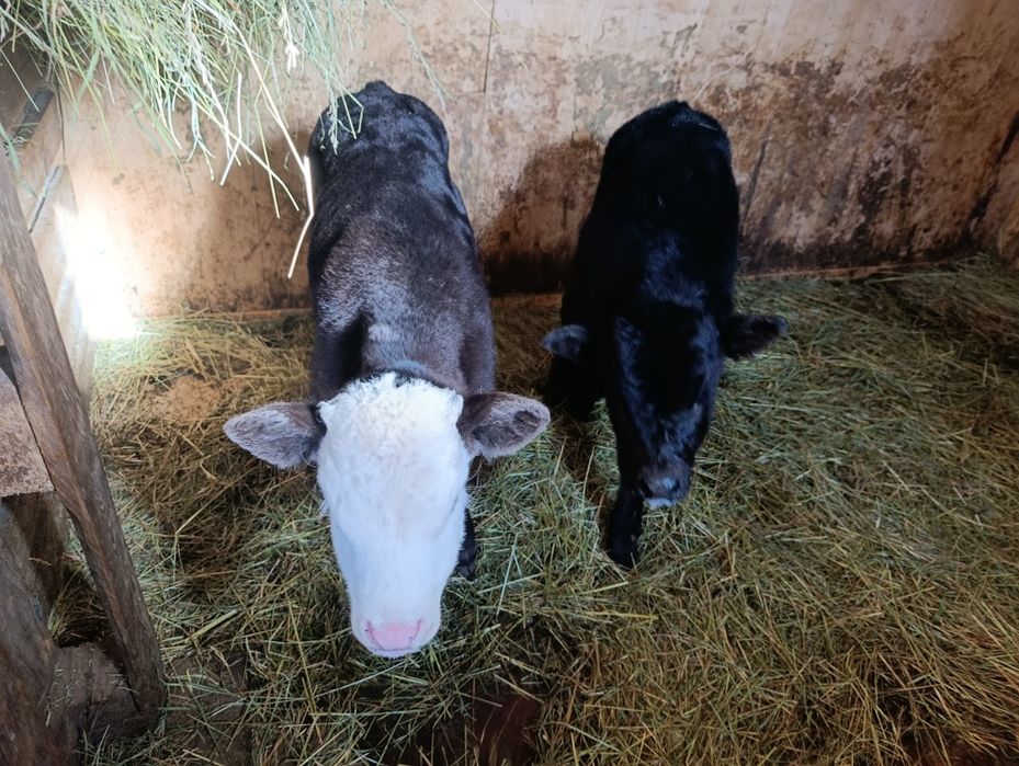 Еркек бузау телята бычки