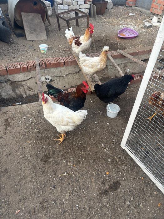 Петухи продам 2 шт