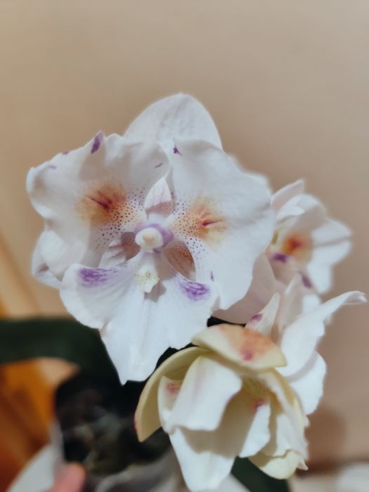 Продаю цветущую орхидею