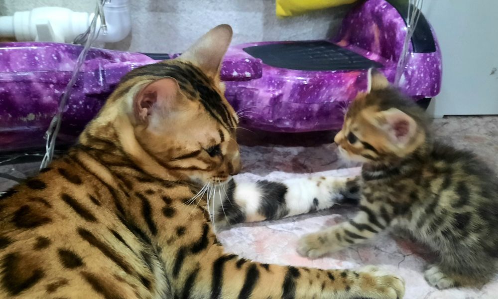 Вязка кота Бенгала, 20000