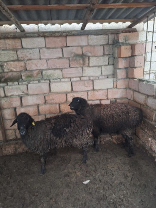 Кой сатылады ***