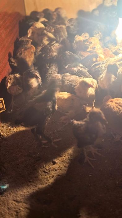 Продам домашных цыплят