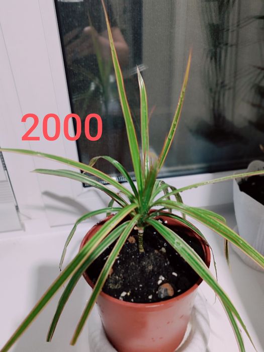 Продам комнатные цветы